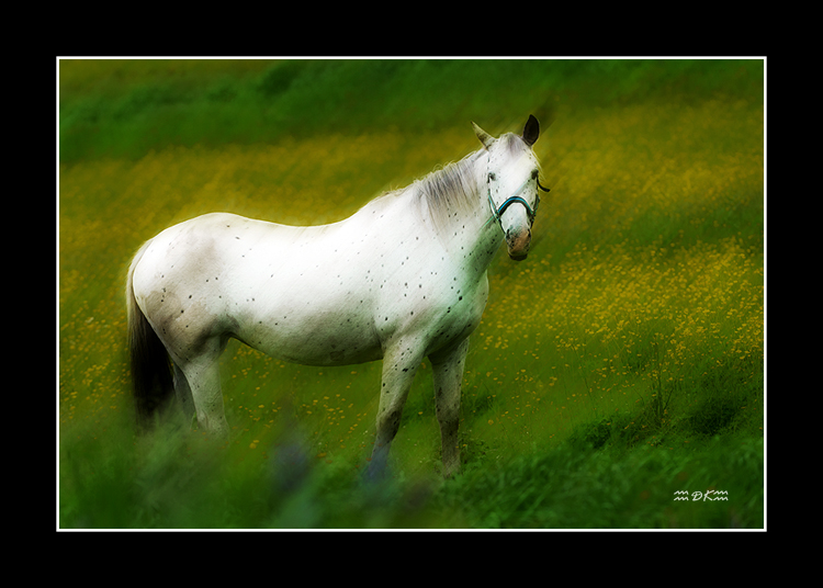 DSC_6876C.jpg