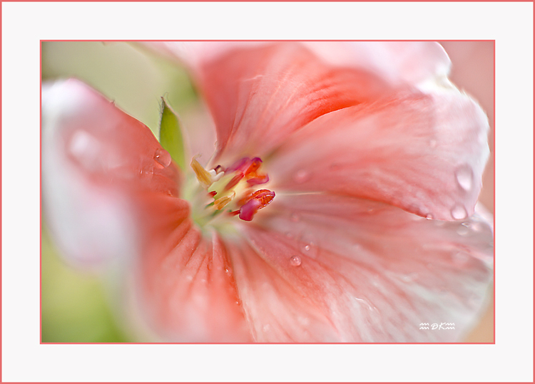 DSC_5799C1.jpg