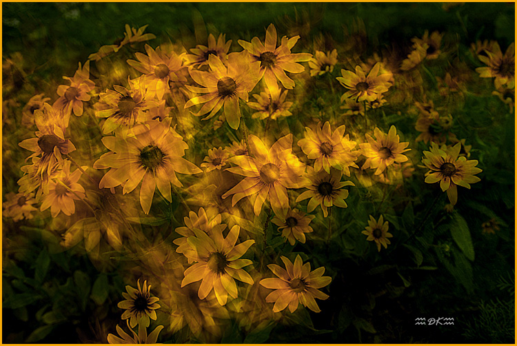DSC_7355C1.jpg