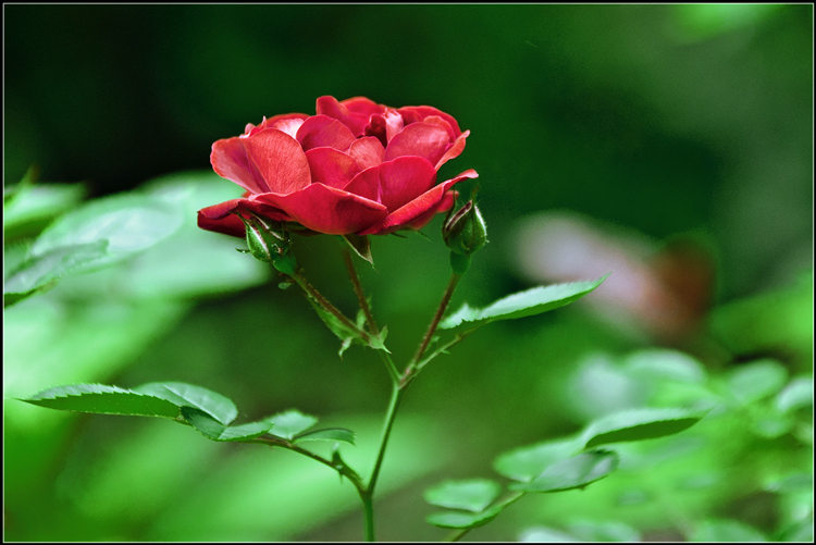 _DSC9077_.jpg