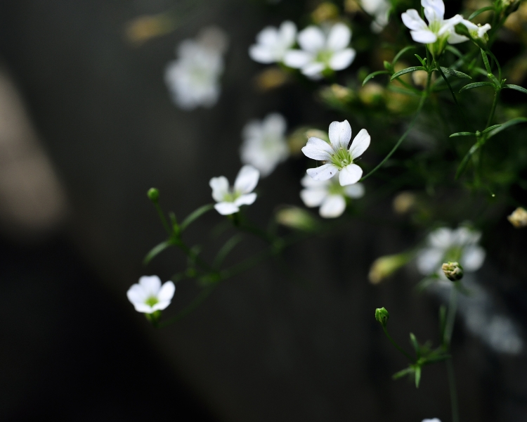 _DSC8103_.JPG