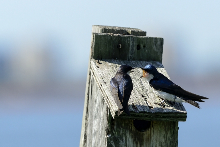 _DSC8416_.JPG
