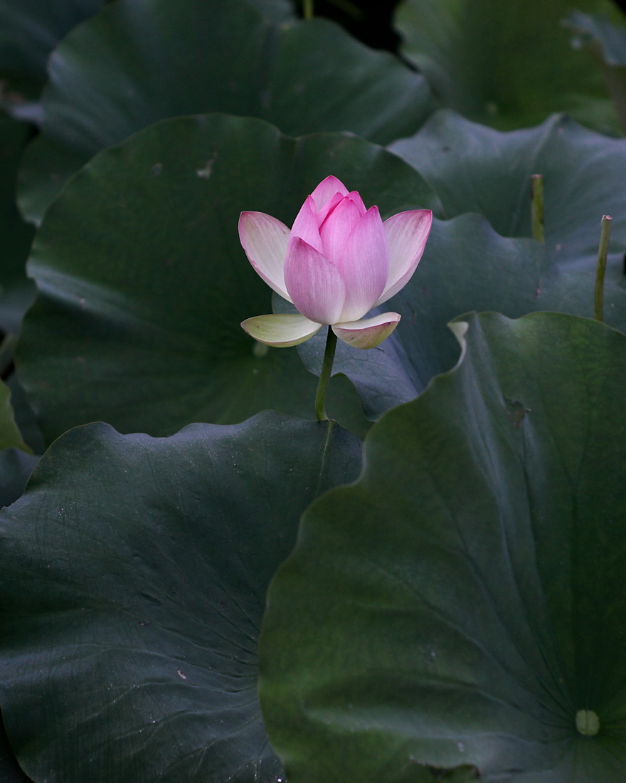 IMG_0013cc.jpg