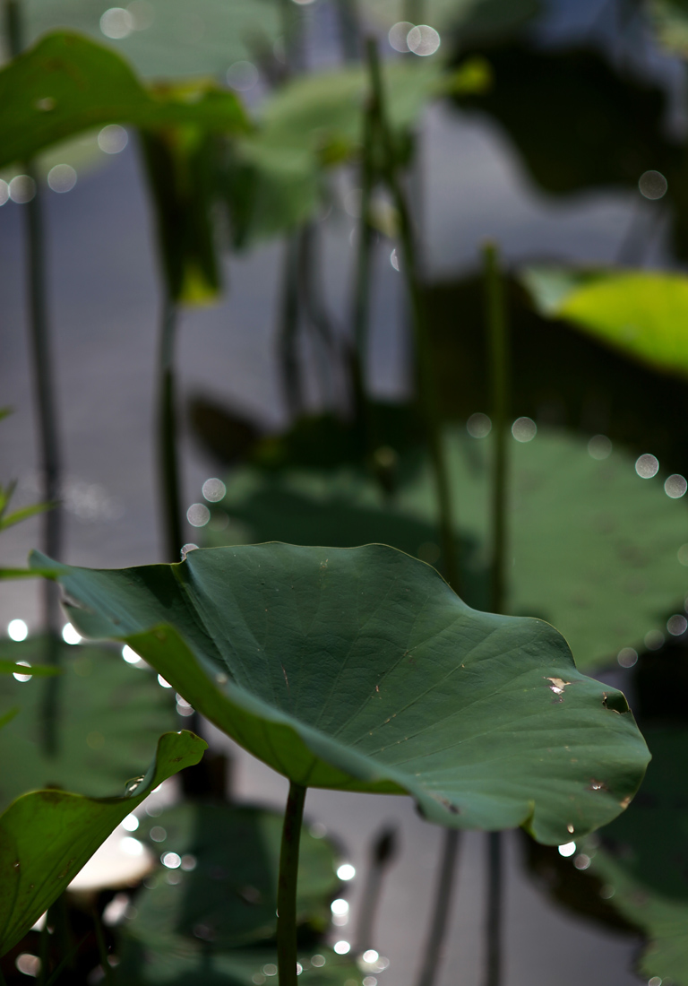 IMG_0235cc.jpg