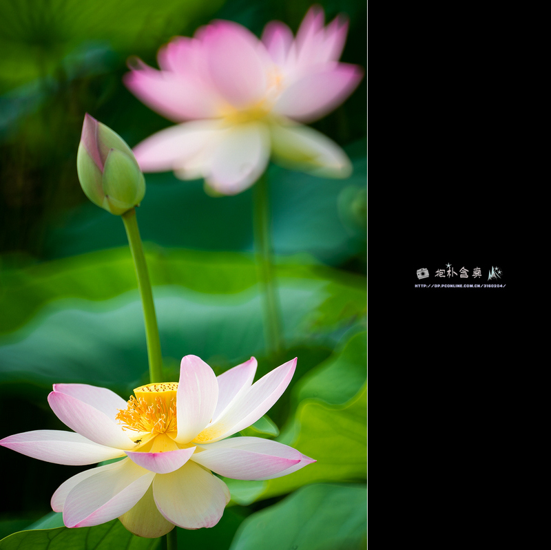 DSC_5062s.jpg