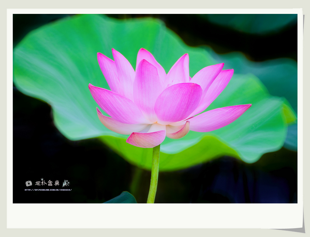 DSC_5007s.jpg