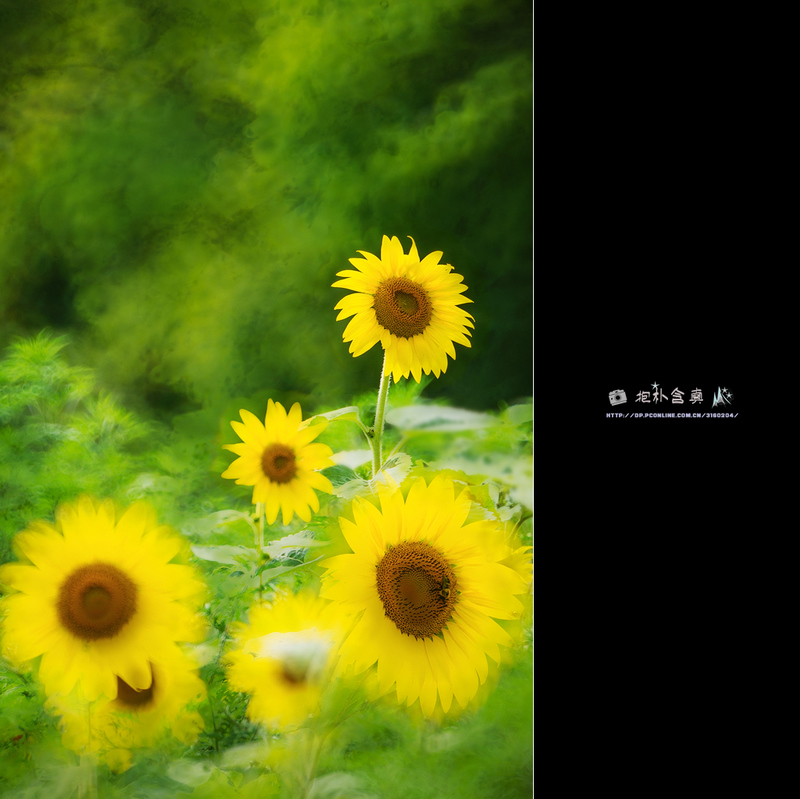 DSC_4744-1s.jpg