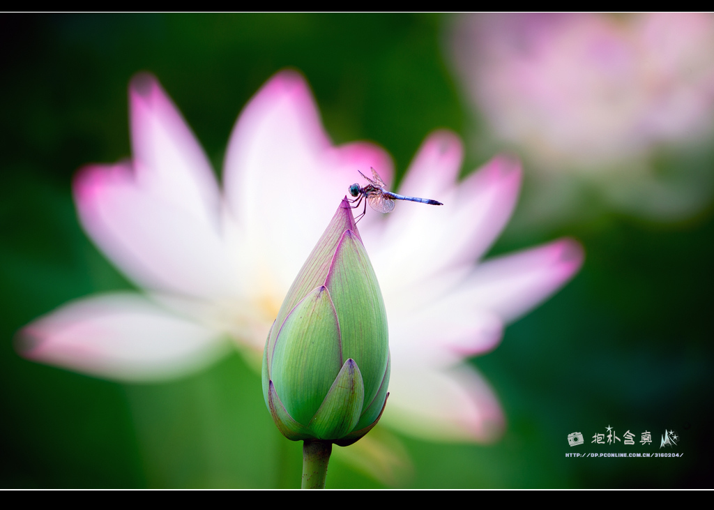 DSC_4984s.jpg