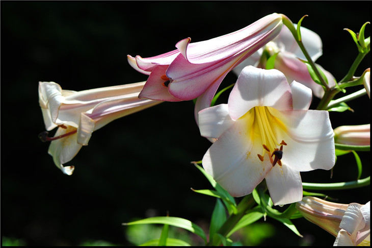 DSC_0516.jpg