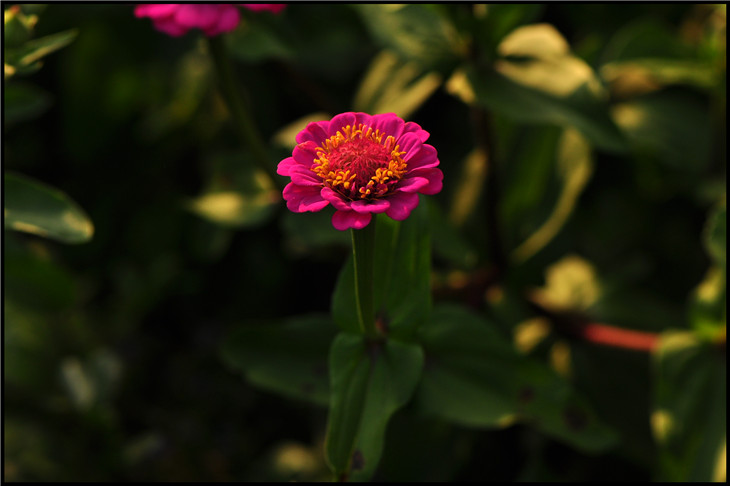 DSC_0700.jpg