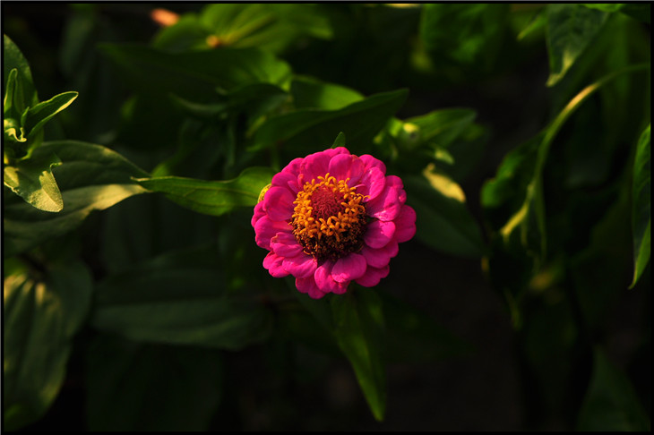 DSC_0702.jpg
