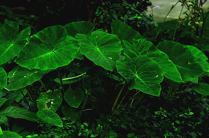 DSC_0336_.jpg