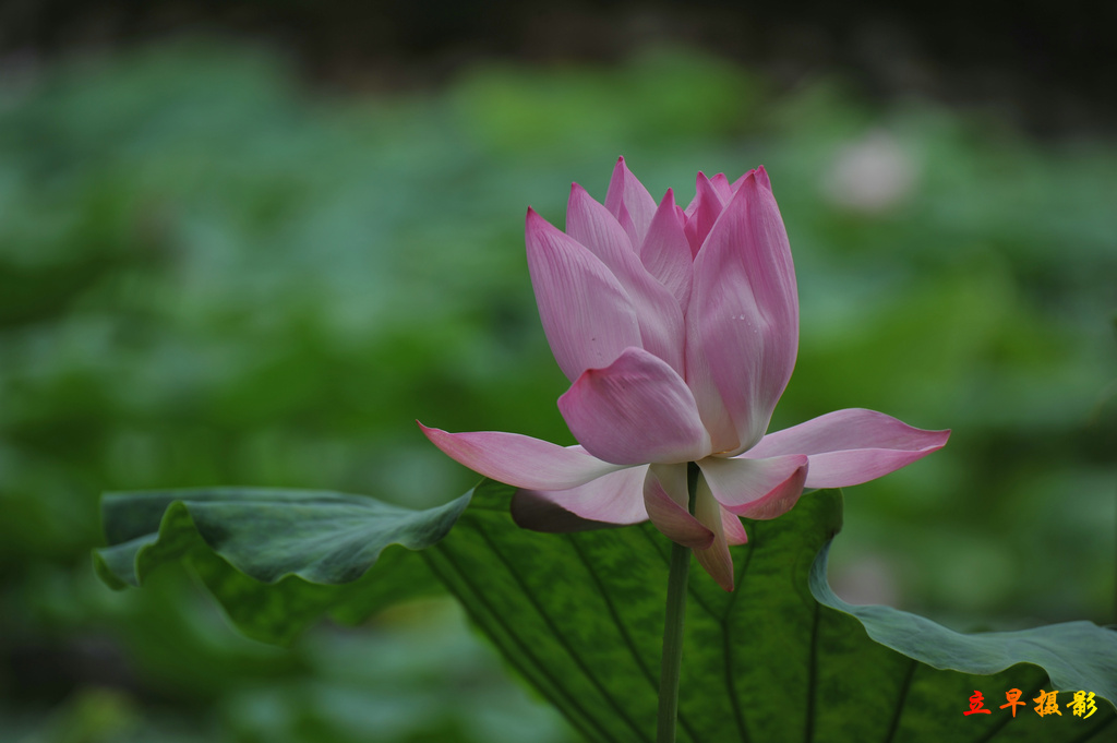 DSC_6023.JPG