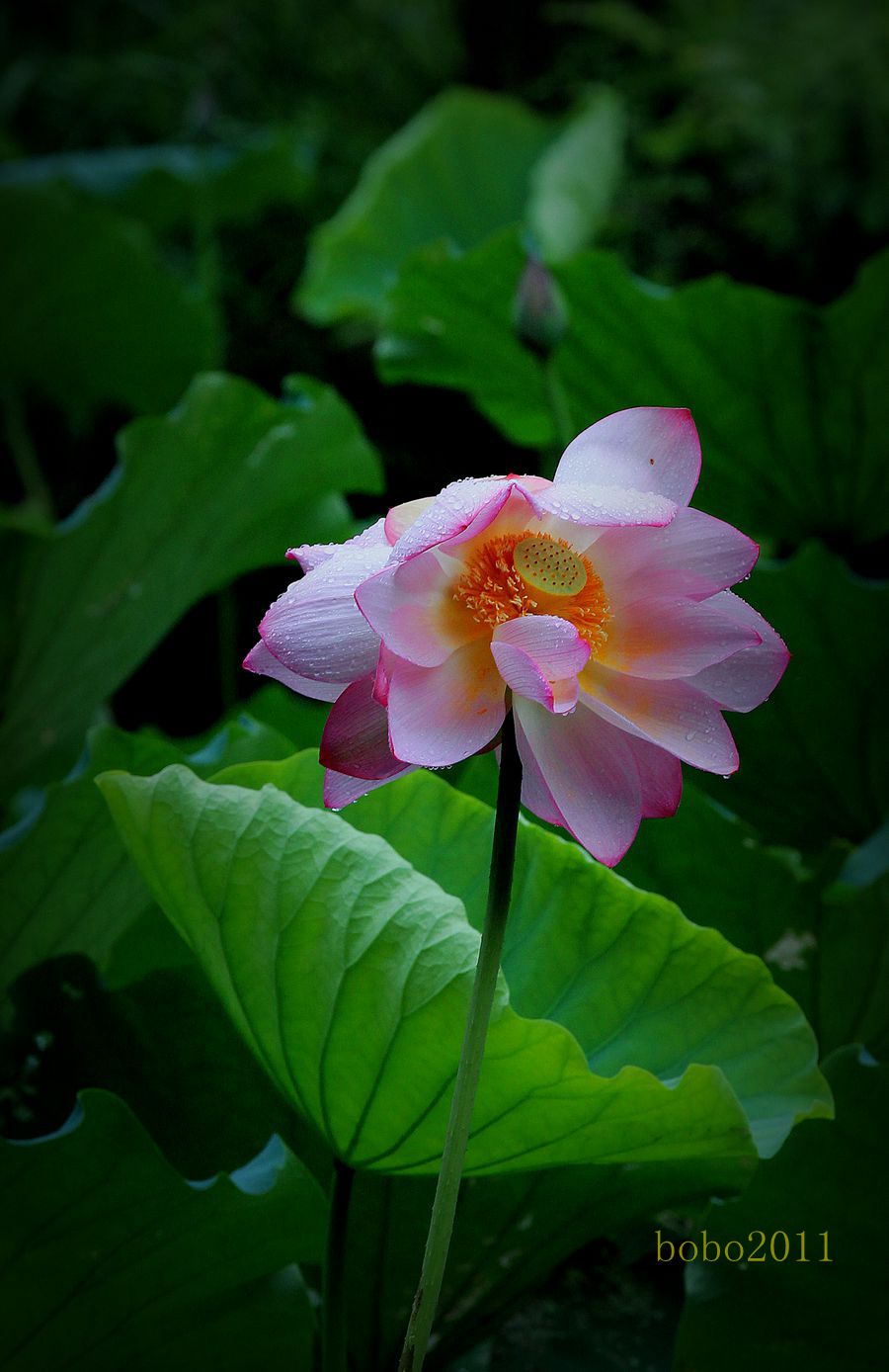 IMG_1787__.jpg