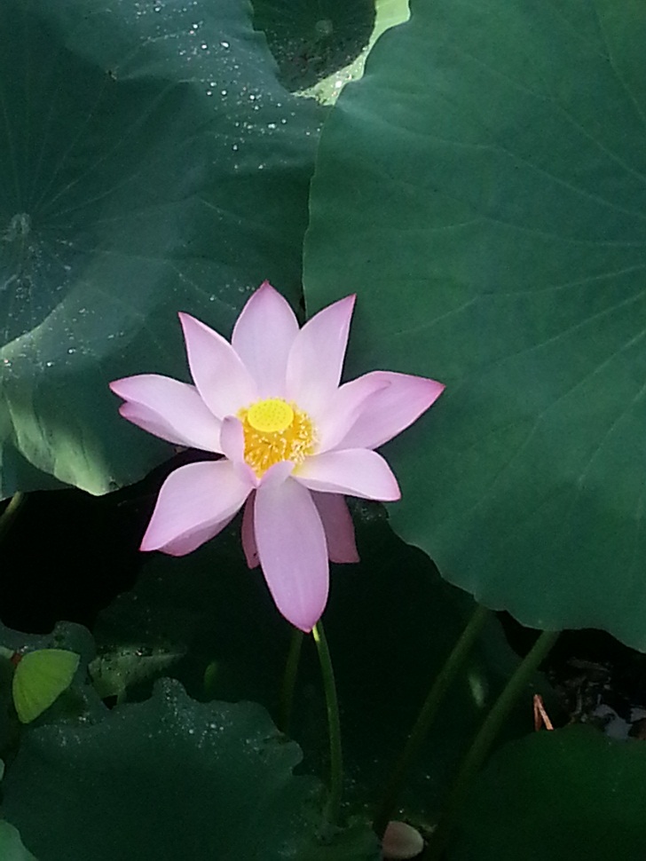 20140727_070523.jpg