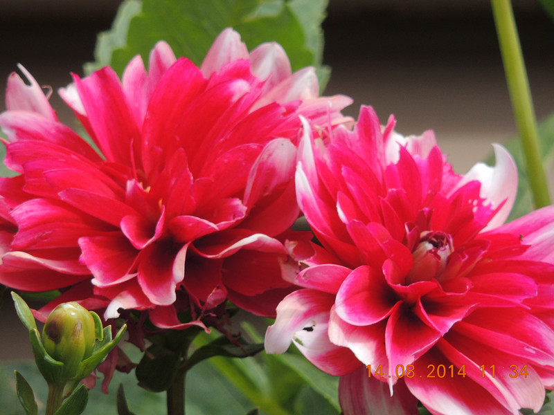 Flowers 2014 1961_.jpg