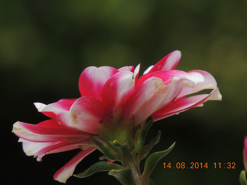 Flowers 2014 1955_.jpg