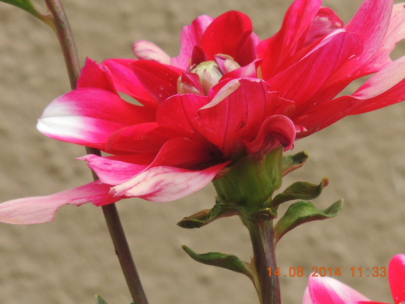 Flowers 2014 1956_.jpg