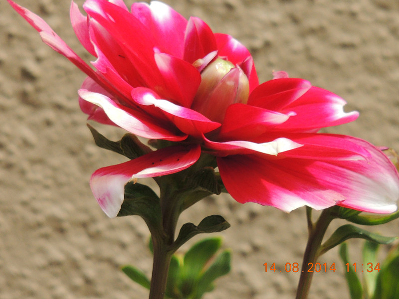 Flowers 2014 1960_.jpg