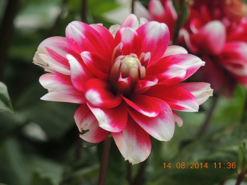 Flowers 2014 1970_.jpg