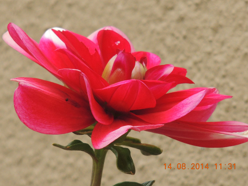 Flowers 2014 1947_.jpg