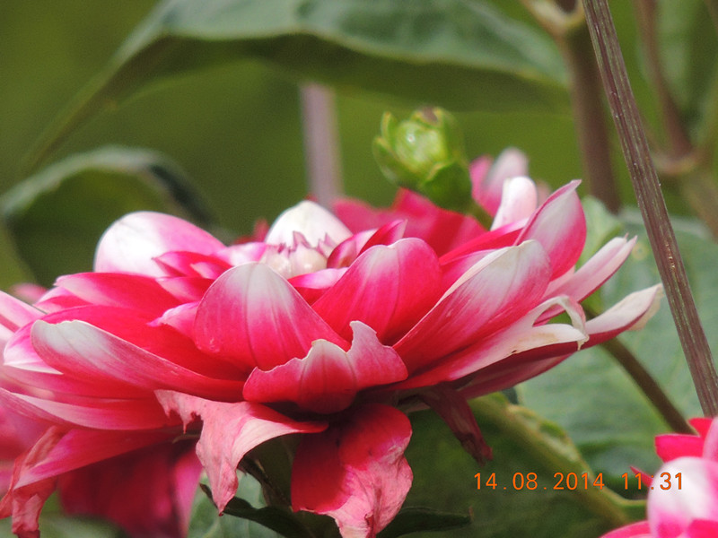 Flowers 2014 1950_.jpg