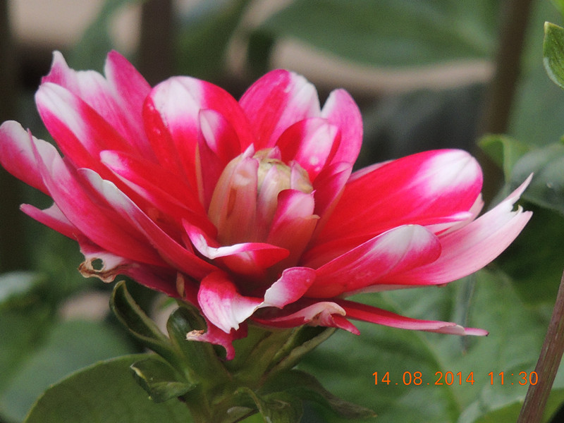 Flowers 2014 1944_.jpg