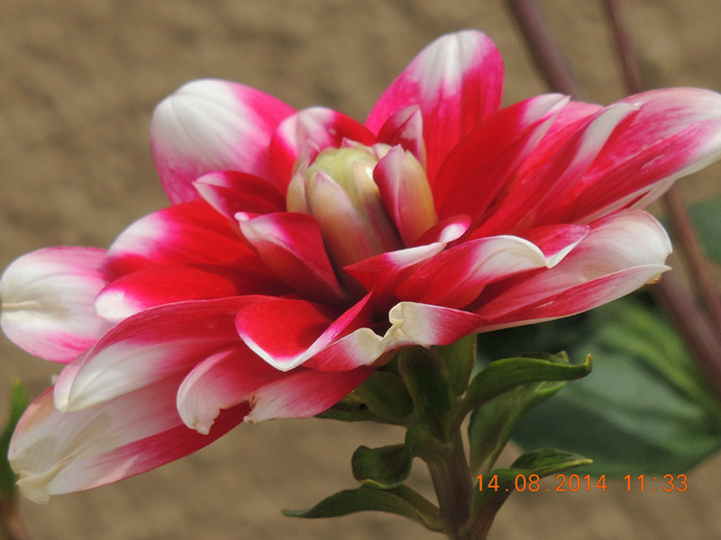 Flowers 2014 1958_.jpg
