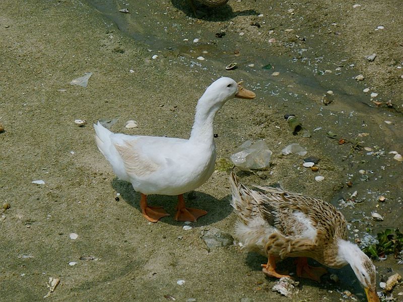 CDG_0004.jpg