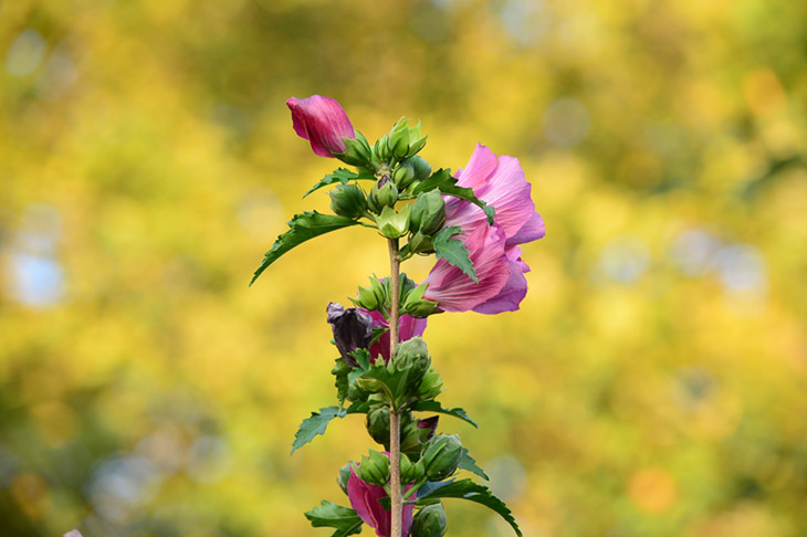 DSC_2652_.jpg