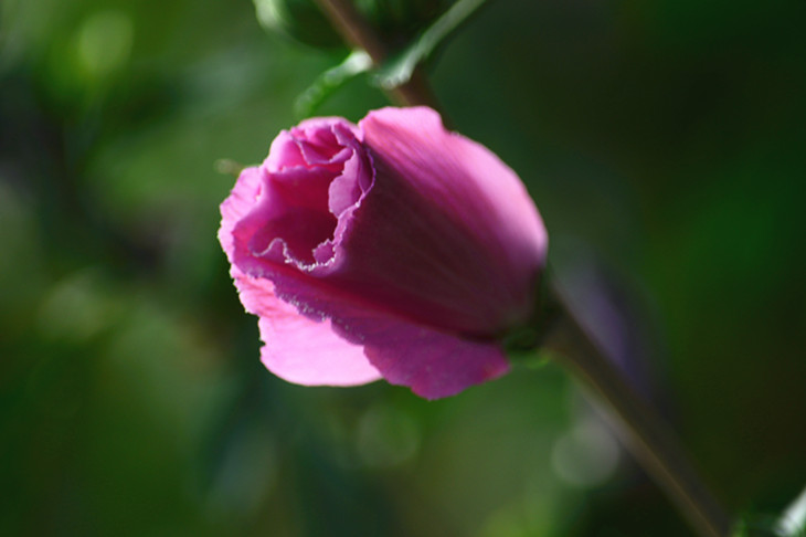 DSC_2642_.jpg