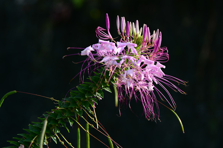 DSC_2047_.jpg