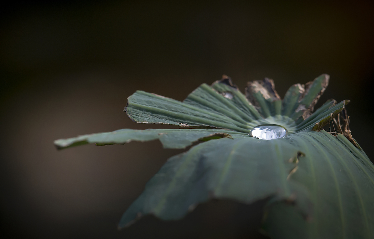DSC_7519.jpg