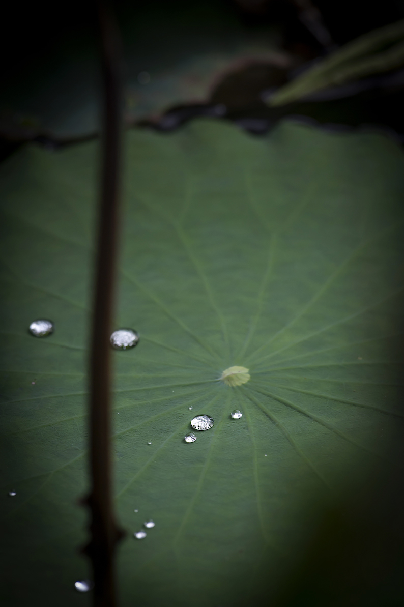 DSC_8184.jpg