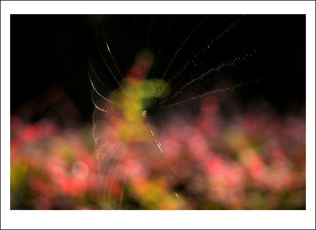 DSC_6211_conew1.jpg