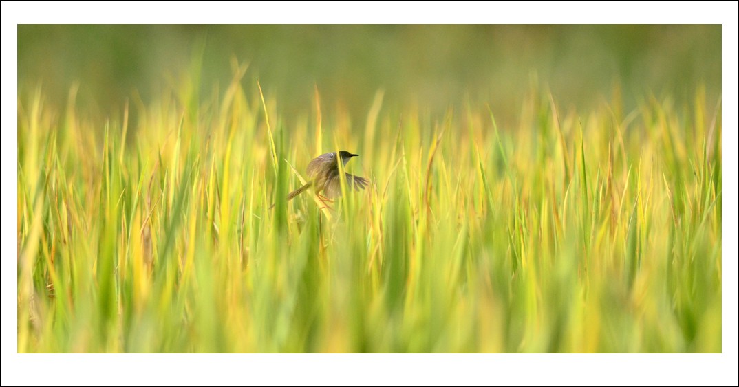 DSC_4674_conew1.jpg
