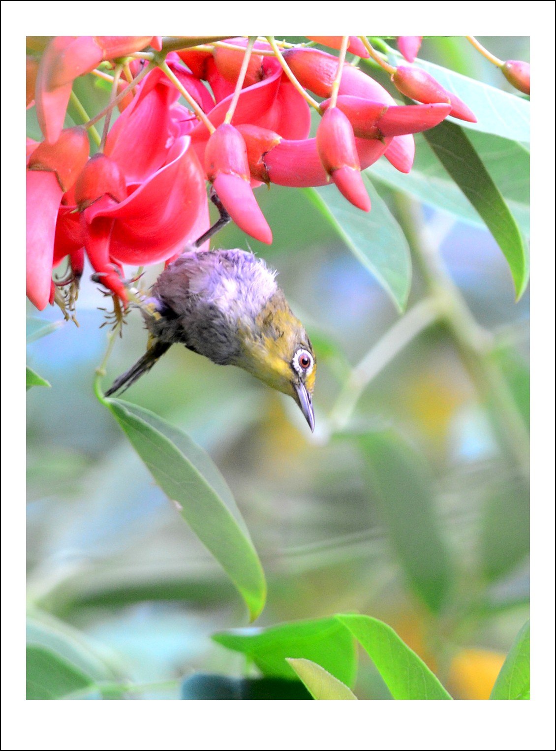 DSC_5711_conew1.jpg