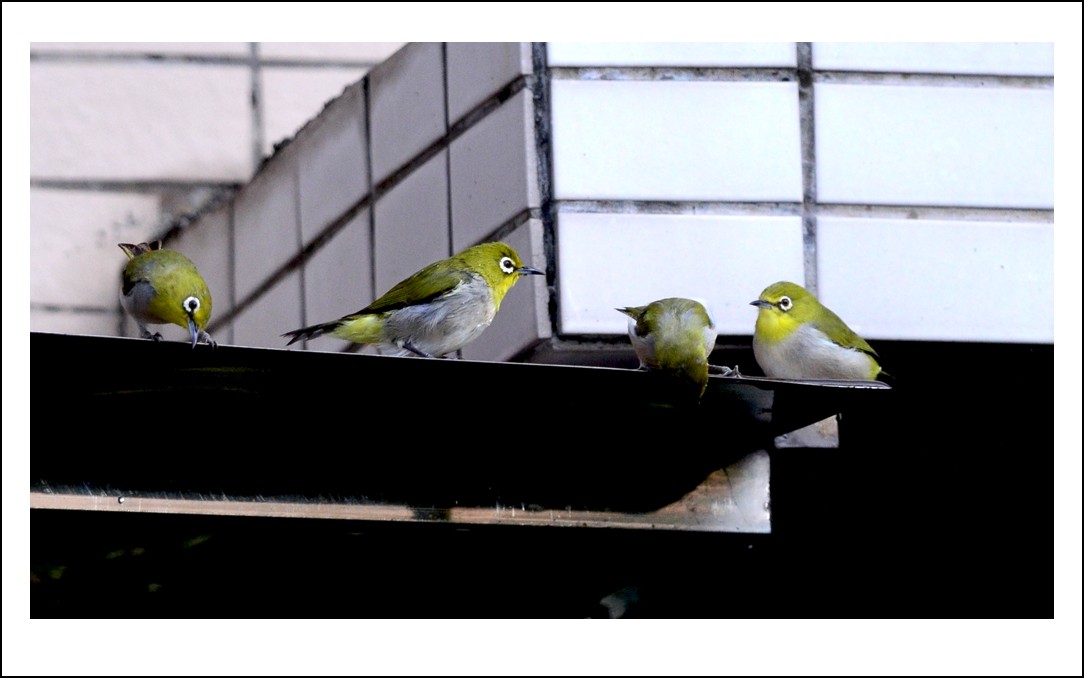 DSC_5929_conew1.jpg