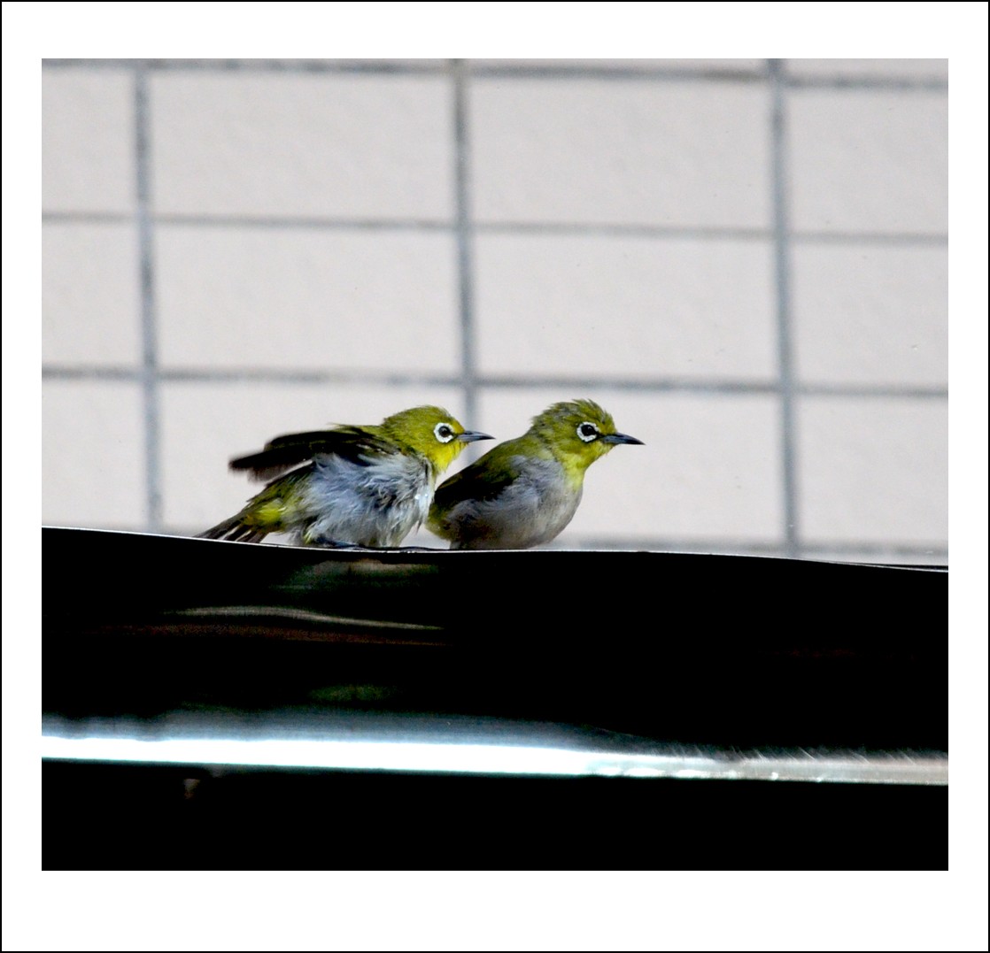 DSC_6104_conew1.jpg