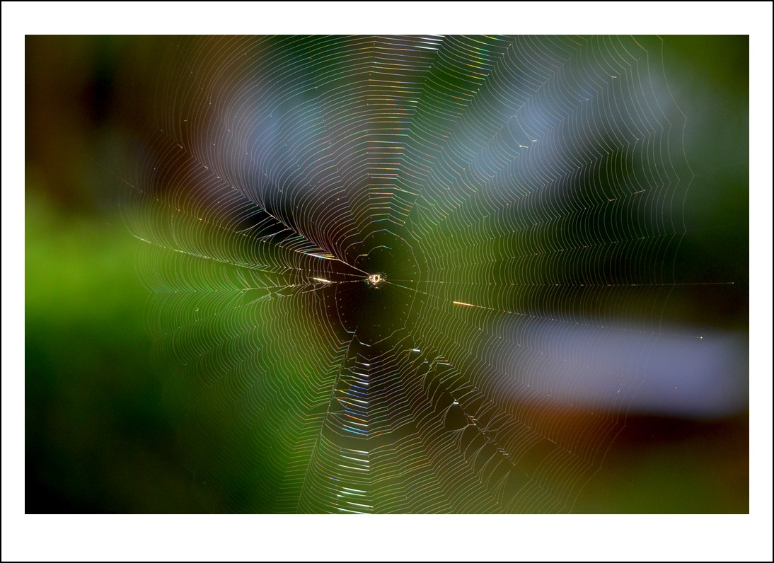 DSC_6208_conew1.jpg
