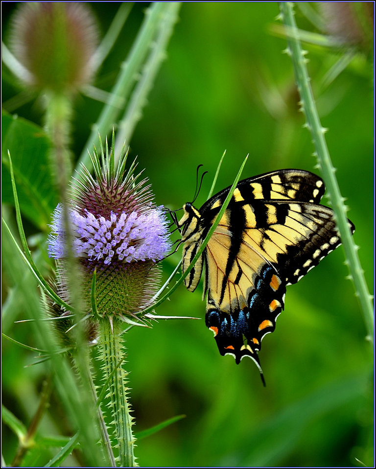 DSC_6709_1.jpg