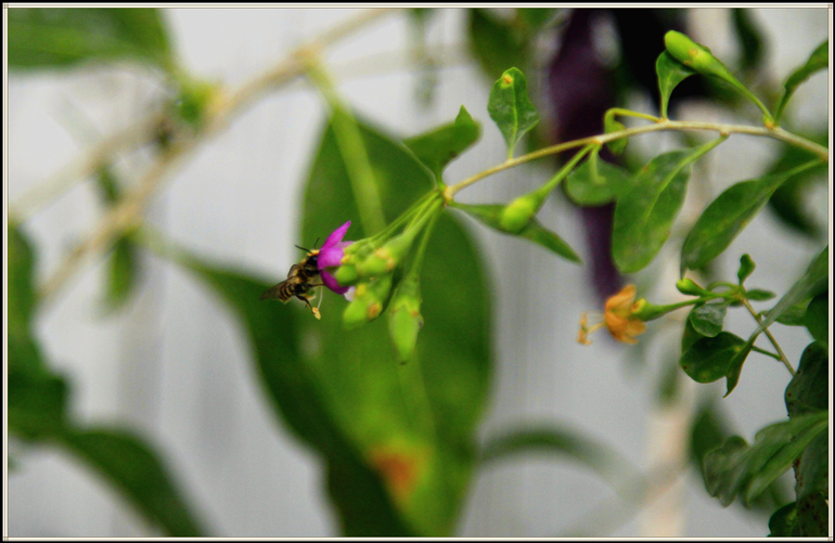 _MG_3571_.jpg