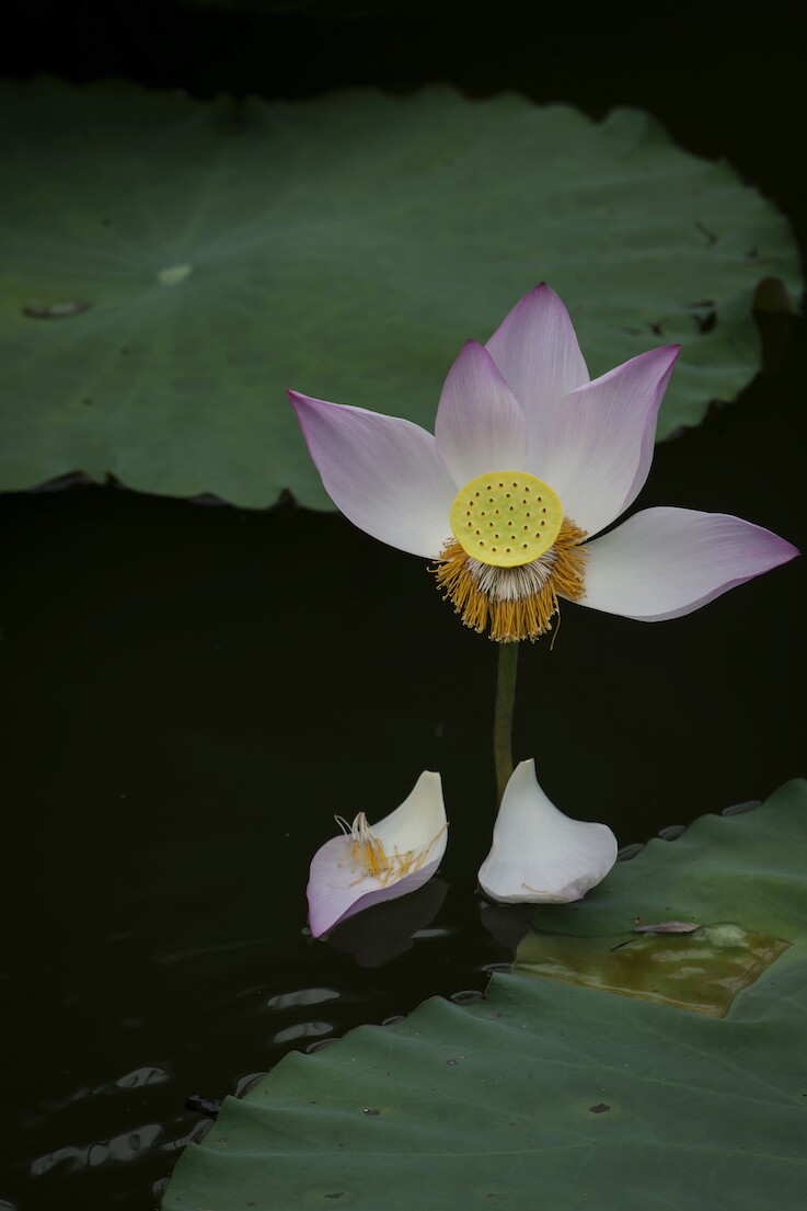 QQͼƬ20140615102847.jpg