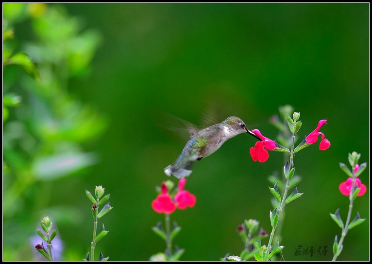 DSC_9700.jpg