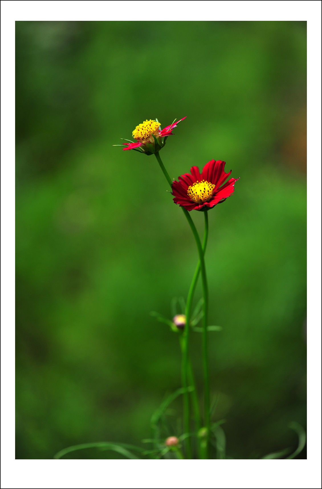 DSC_4587_conew1.jpg