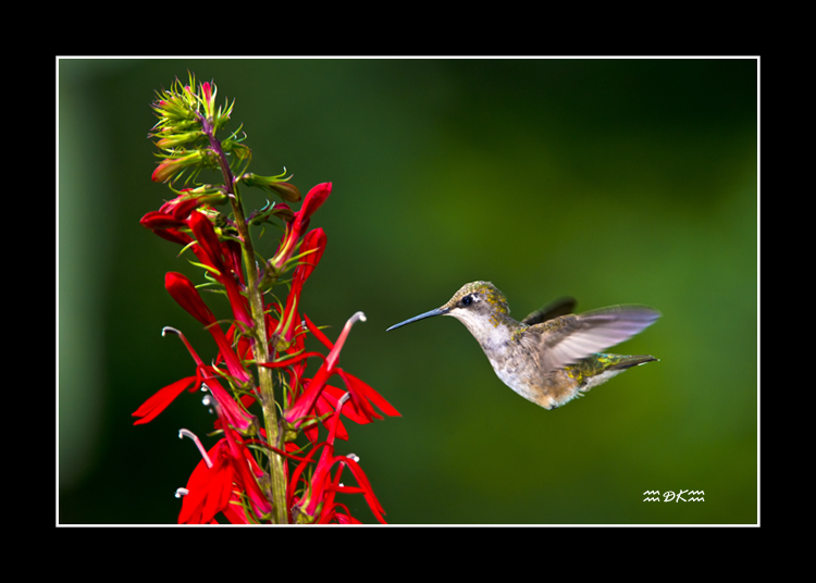 DSC_7644C.jpg