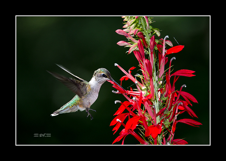 DSC_7625C1.jpg