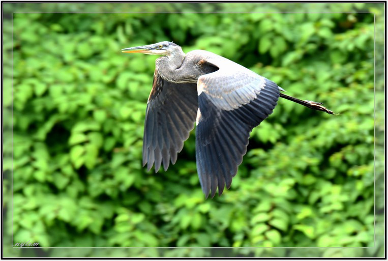 DSC_2583_tom.jpg
