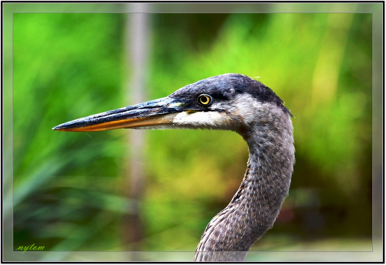 DSC_2674tom.jpg