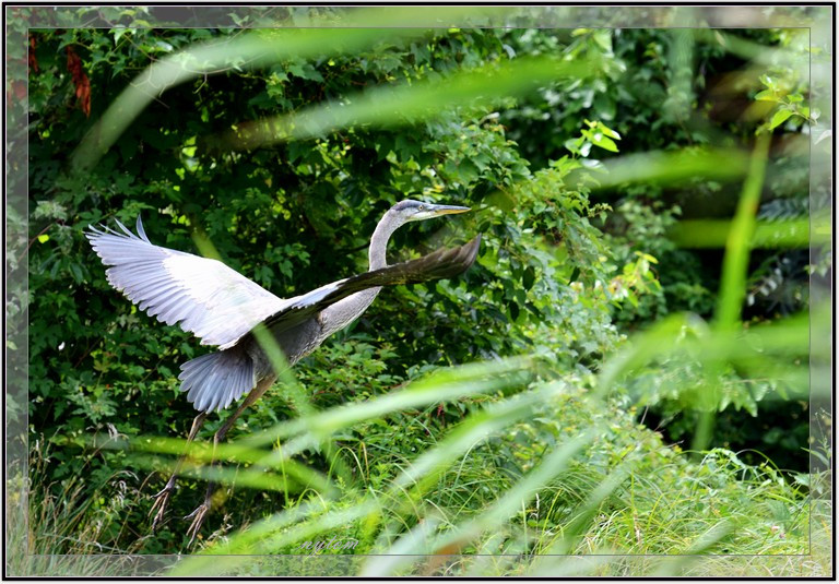 DSC_2611tom.jpg